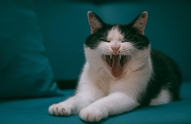 Gato, Mascota, Felino, Animal, Pelo