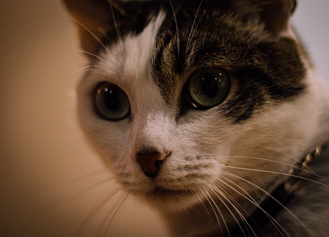 Gato, Mascota, Felino, Animal, Pelo
