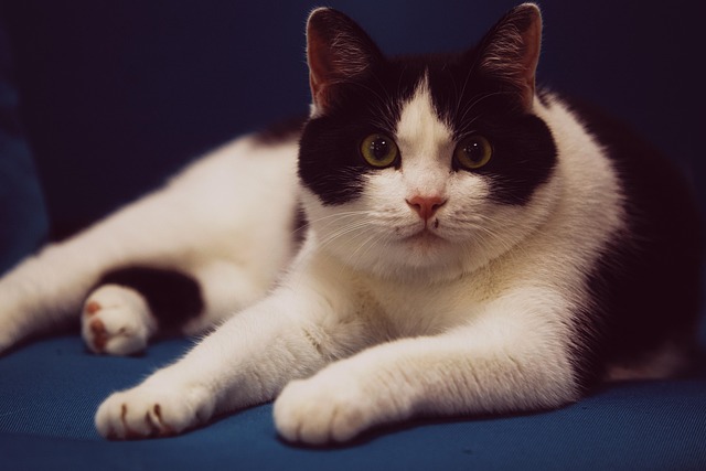 Gato, Mascota, Felino, Animal, Pelo