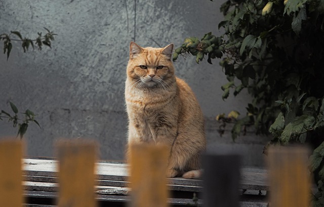 Gato, Mascota, Felino, Animal, Pelo