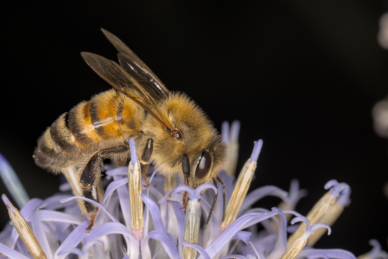 Light Bee Insect Bee Insect Pollinate - Free photo on Pixabay - Pixabay