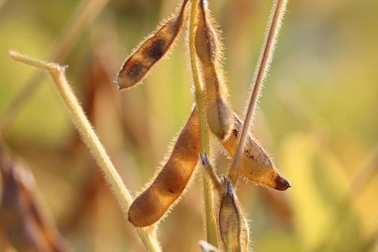 Soy Legume Soybeans Free photo on Pixabay