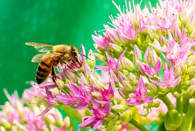 Free Flower Bee photo and picture