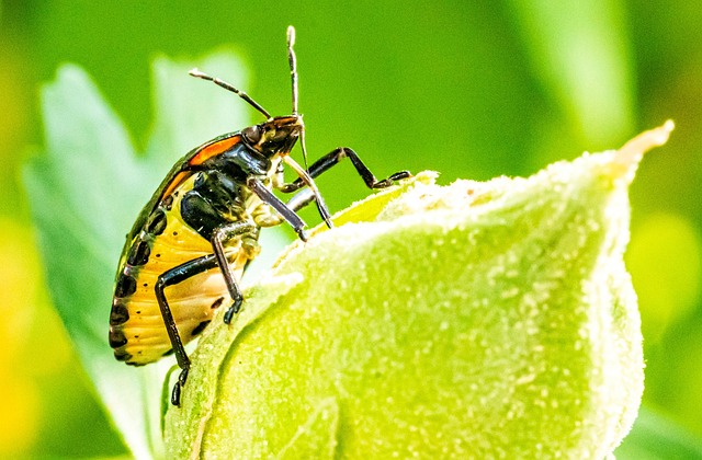 Free Harlequin Bug Bug photo and picture