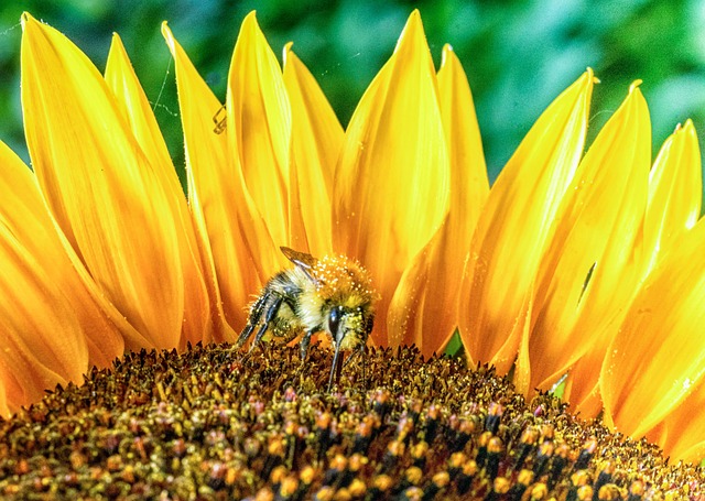 Free Bee Insect photo and picture