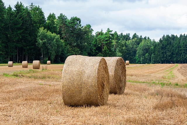 Free Hay Bale photo and picture