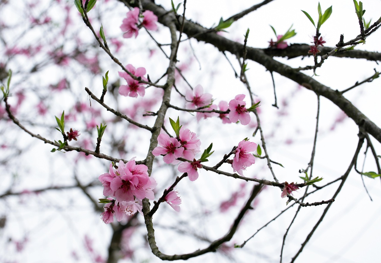 树 春天 花朵 - Pixabay上的免费照片 - Pixabay