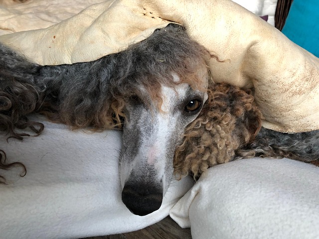 Whippet, Hond, Huisdier, Windhond