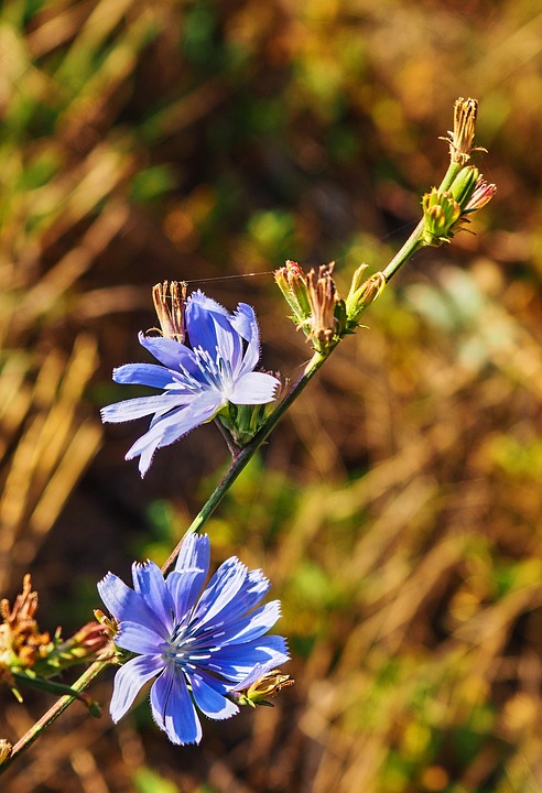 チコリ 花 植物 Pixabayの無料写真