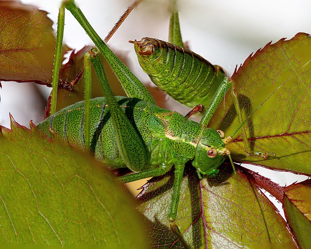 Græshoppe, Insekt, Grøn, Mantodea, Natur