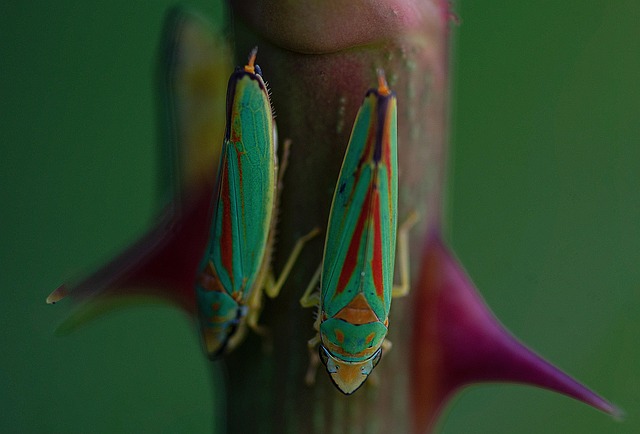 Insekter, Natur, Makro, Have, Entomologi