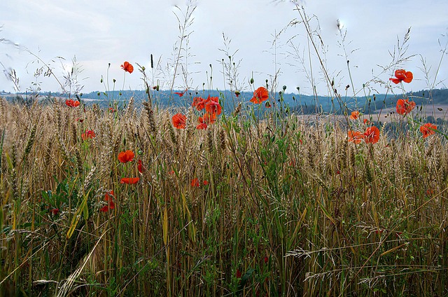 Natur, Eng, Blomst, Landskab, Sommer