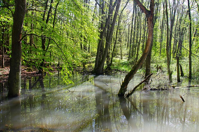 Skov, Natur, Træer, Bøgeskov