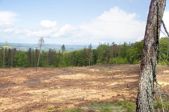 Natur, Skov, Skovdæmpning