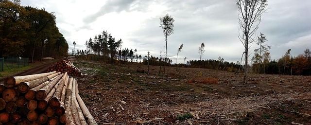 Skov, Natur, Klima Forandring, Landskab