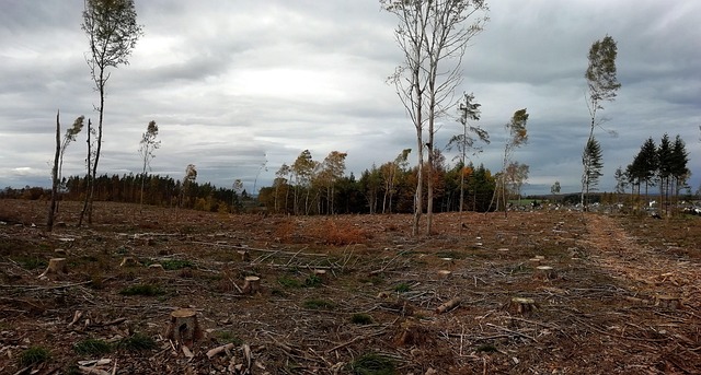 Natur, Skov, Skovdæmpning