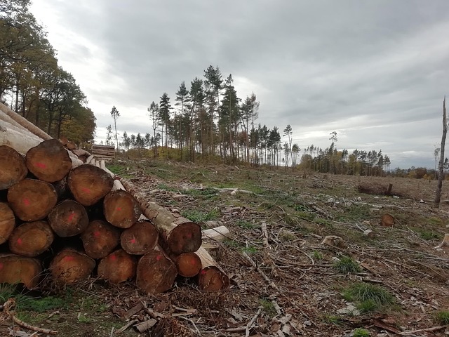 Natur, Skov, Skovdæmpning, Barkbille