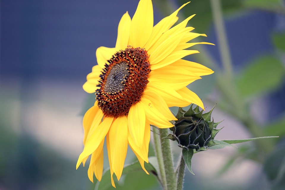Sunflower Flower Yellow - Free photo on Pixabay