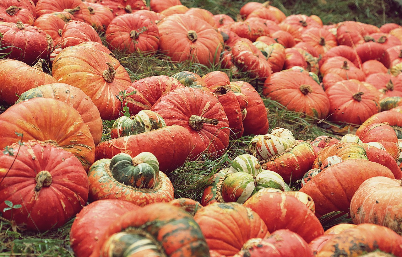 8,000+ HD Pumpkin Pictures for Free - Pixabay