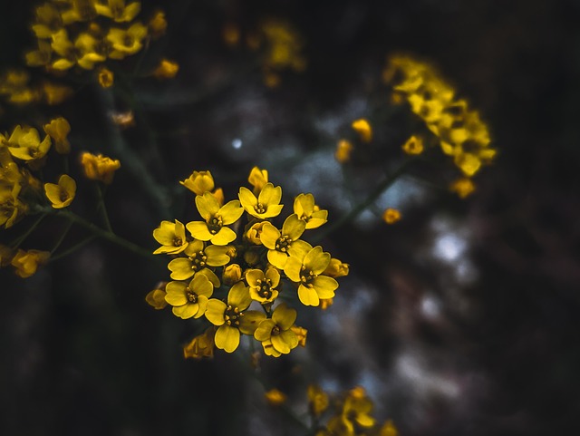 Free Flowers Bloom photo and picture