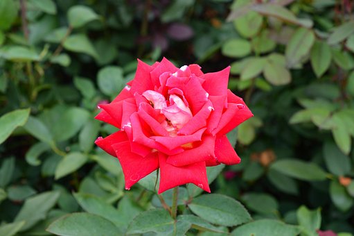 Free Red Rose photo and picture