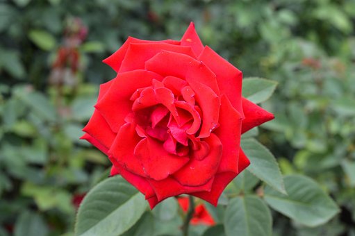 Free Red Rose photo and picture