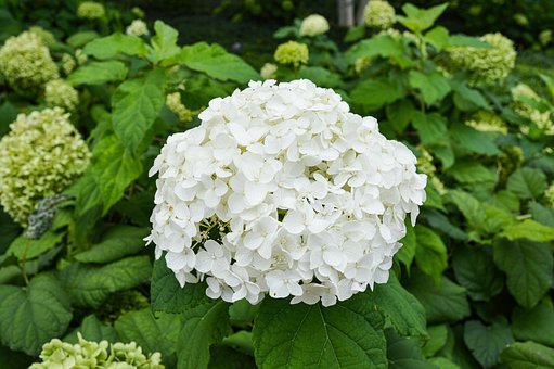 Free White Flower photo and picture