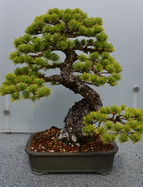 Free Bonsai Tree photo and picture