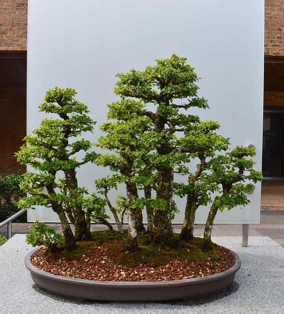 Free Bonsai Tree photo and picture