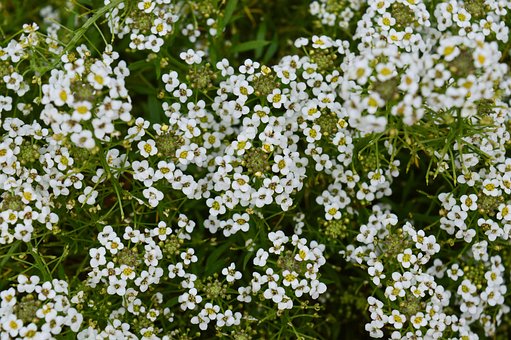 Free Flowers White Flowers photo and picture