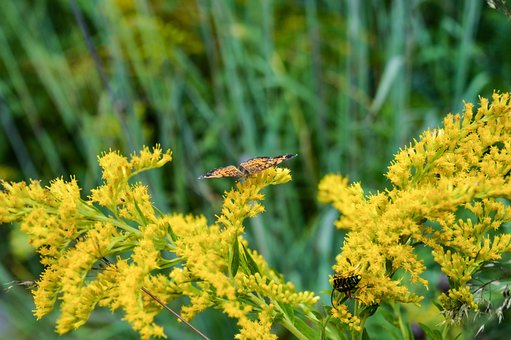 Free Gorgone Checkerspot Butterfly photo and picture