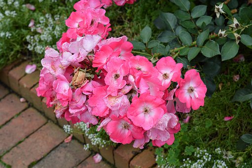 Free Pink Flower photo and picture