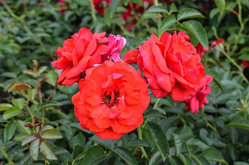 Free Red Rose photo and picture