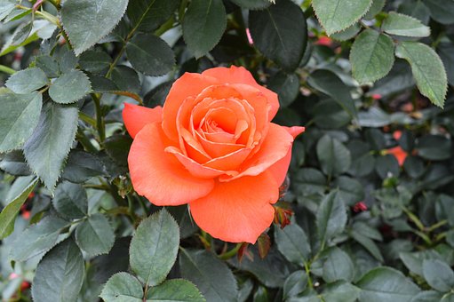 Free Rose Flower photo and picture