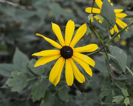 Free Yellow Flower photo and picture