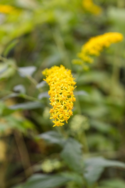 Free Yellow Flowers photo and picture