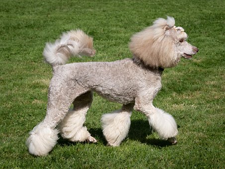 Free King Poodle Dog photo and picture