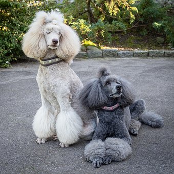 Free King Poodle Domestic Animal photo and picture