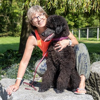 Free King Poodle Dog photo and picture