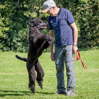 Free Man Dog photo and picture
