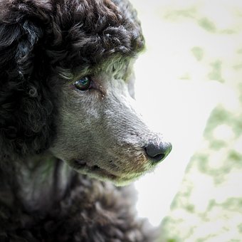 Free Poodle Young Dog photo and picture