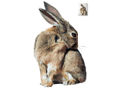 Lebre, Animal, Natureza