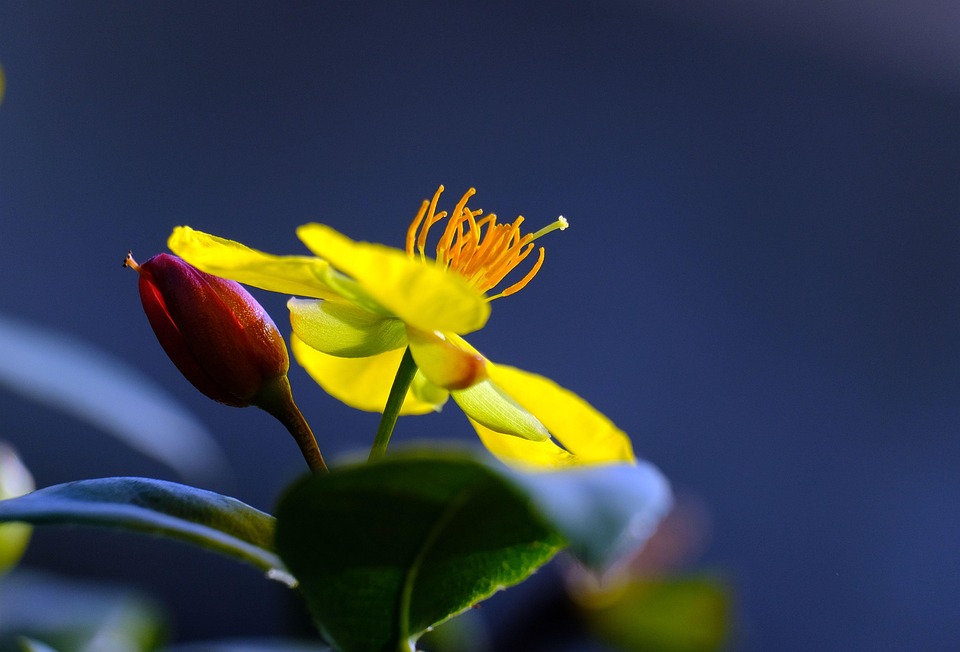 Hypercum Flower Yellow - Free photo on Pixabay - Pixabay