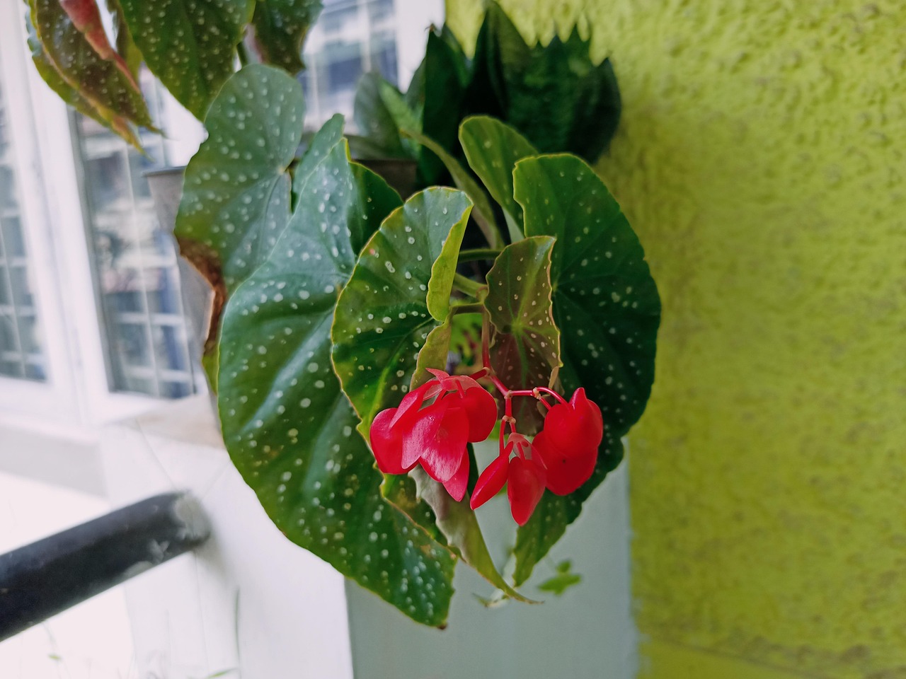 Begonia Dotted Dot Red Free photo on Pixabay Pixabay