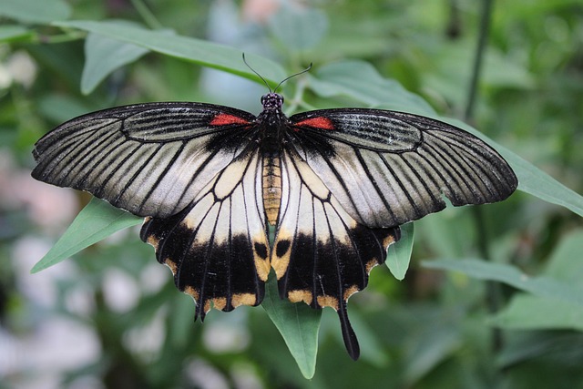 Free Butterfly Insect photo and picture