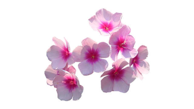 Free flowers bloom hydrangea illustration