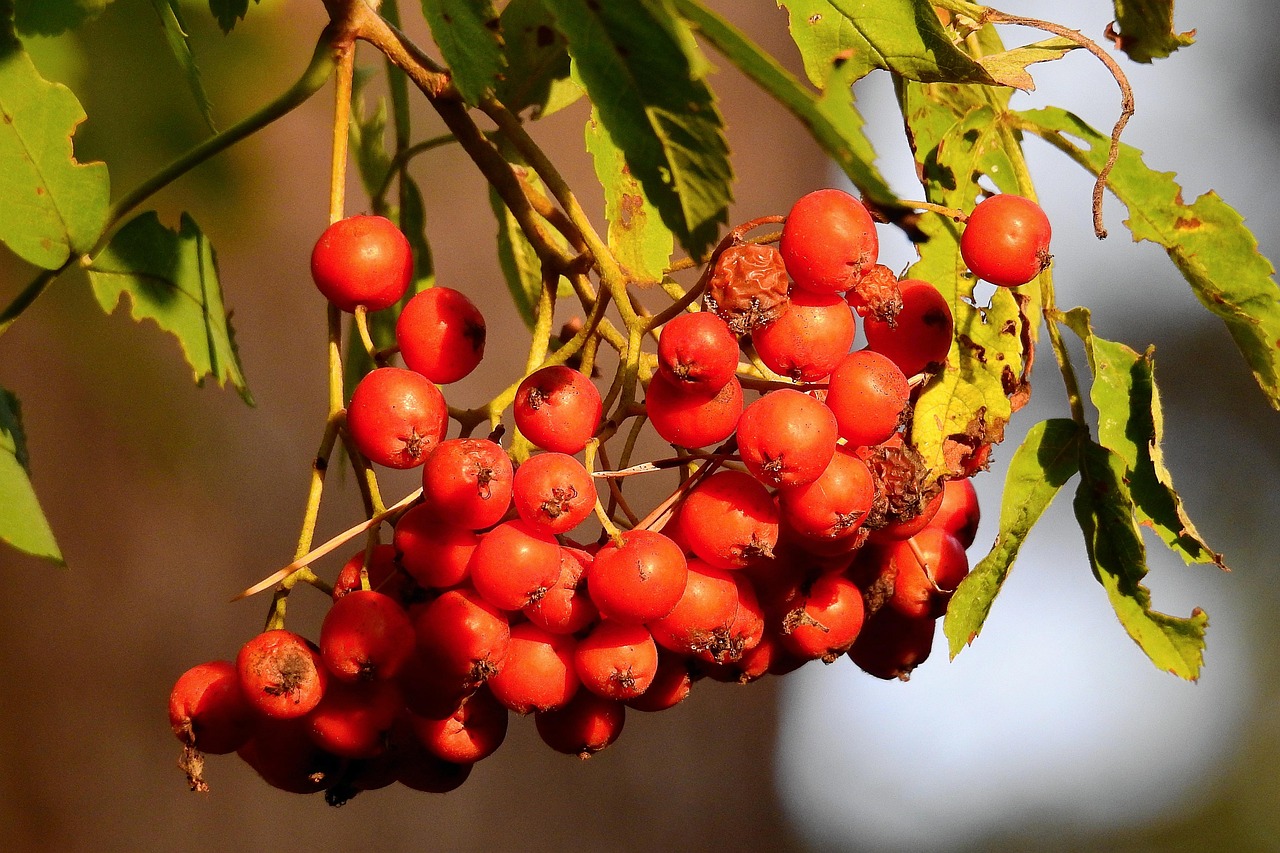 Fruit Rowan Organic Mountain - Free photo on Pixabay