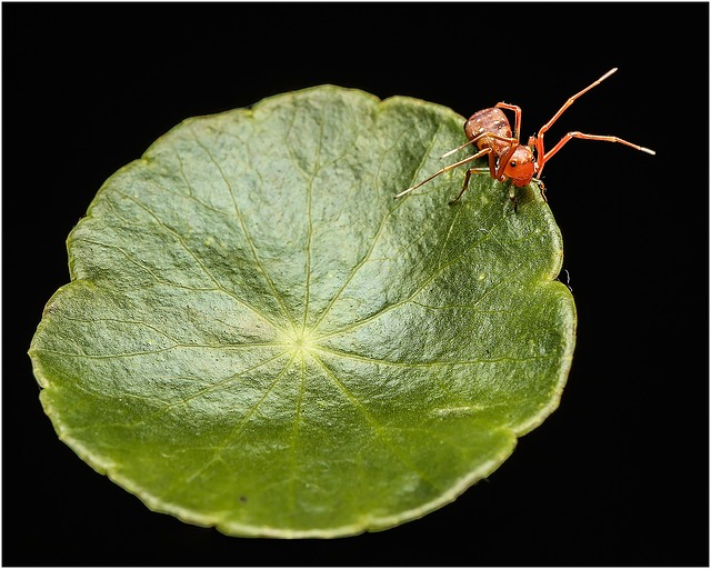 Fourmi Insecte Insecte Fourmi Entomologie - Photo gratuite sur Pixabay - Pixabay