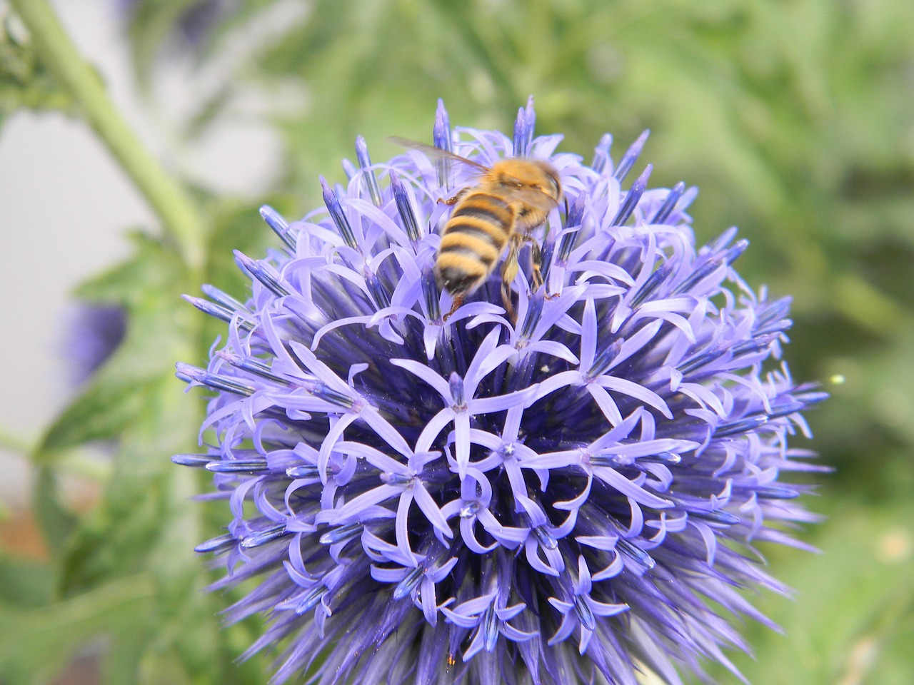 Blossom Bloom Bee - Free photo on Pixabay
