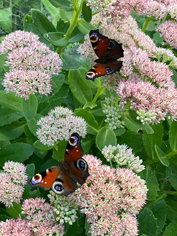 Free Peacock Butterfly Butterfly photo and picture